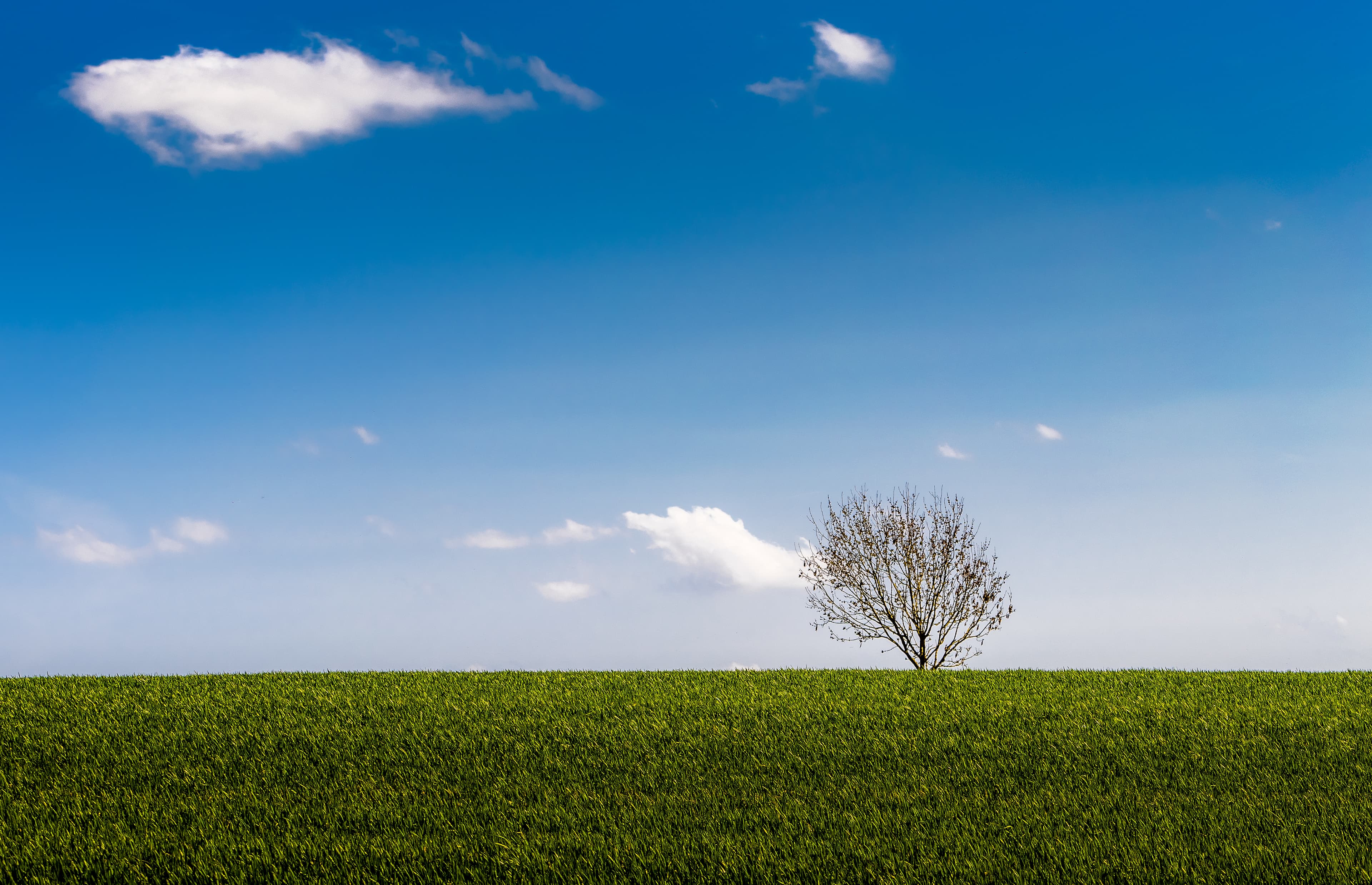 Tree and horizon minimalist shot.