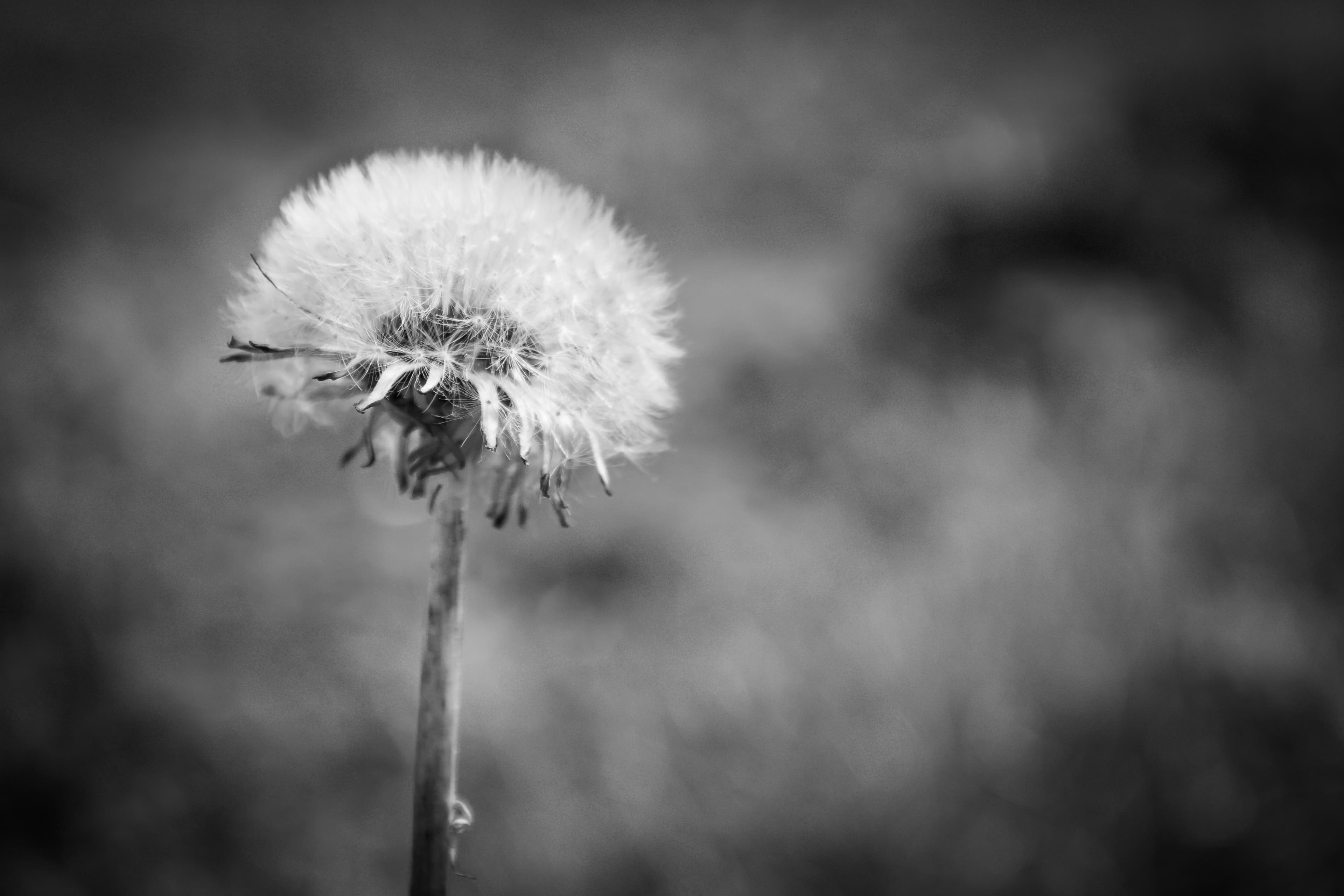 Black-and-white dandelion.