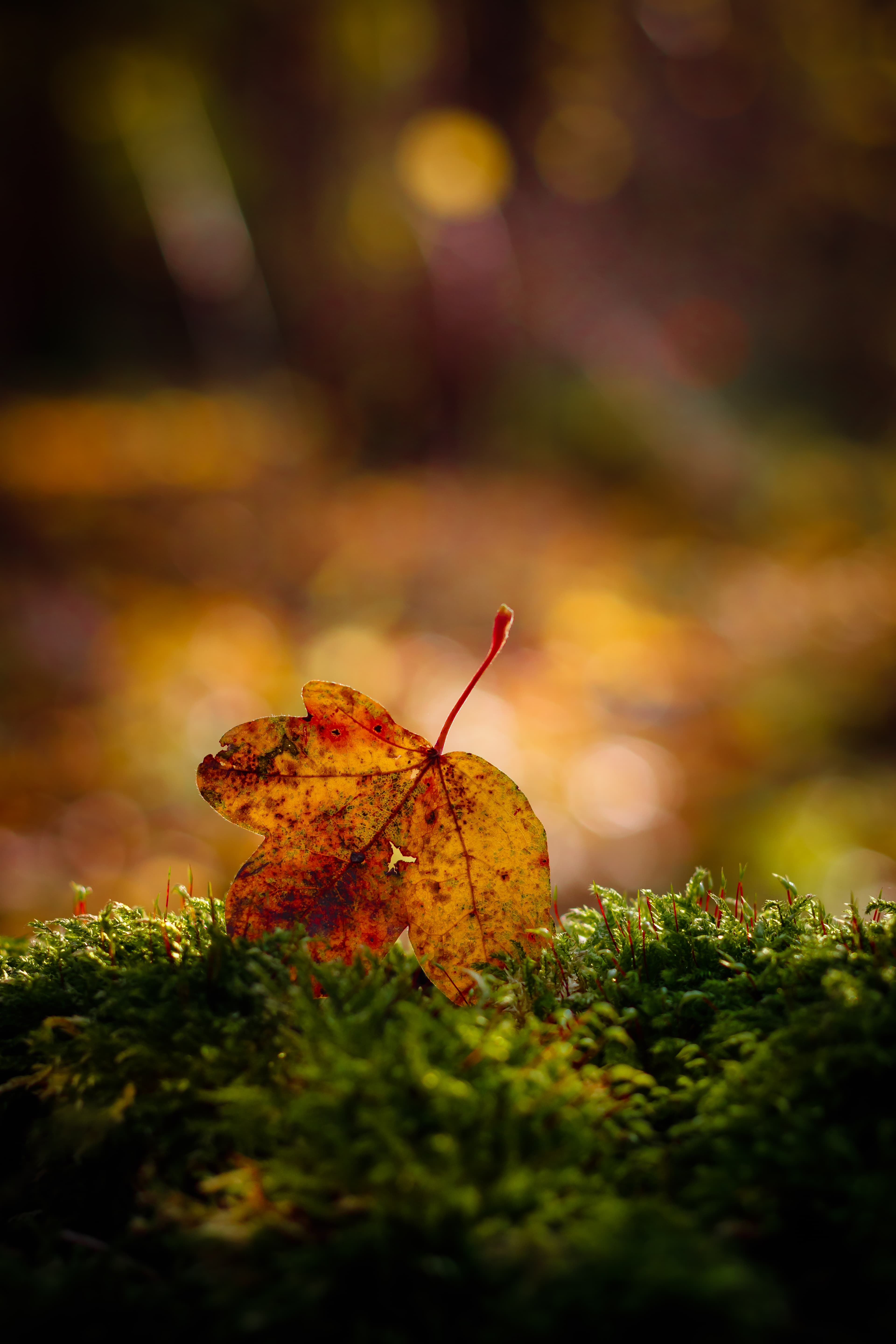 Leaf on moss.