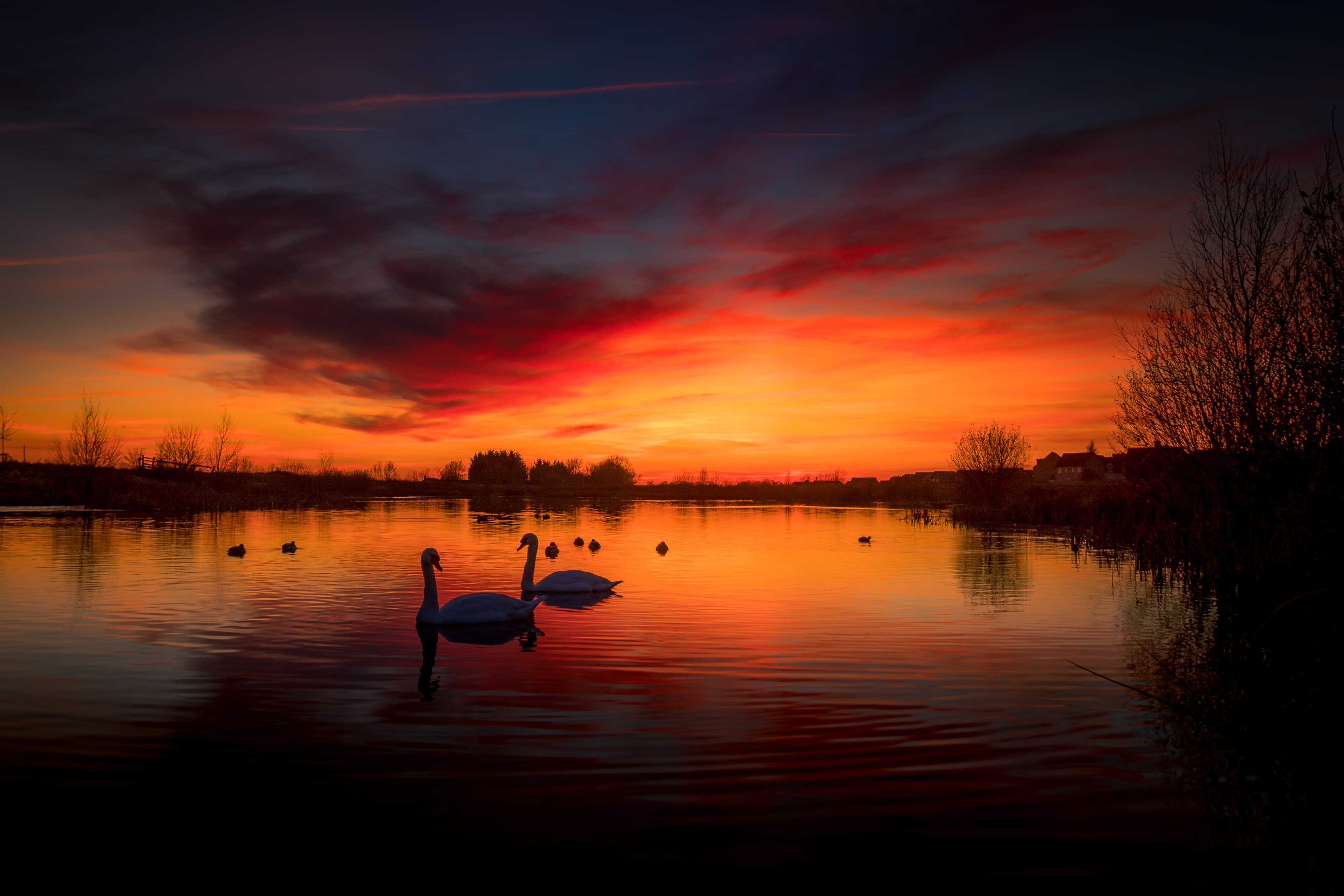 Swans drifting at dusk.